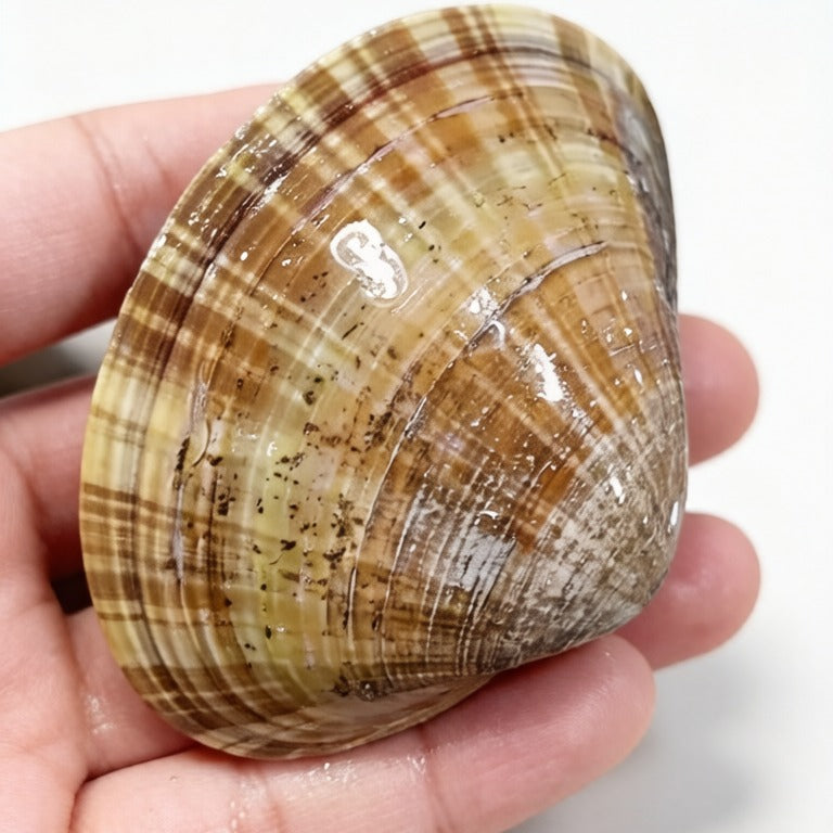 Fresh Clam