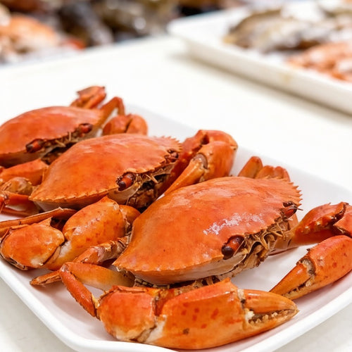 Mud Crab
