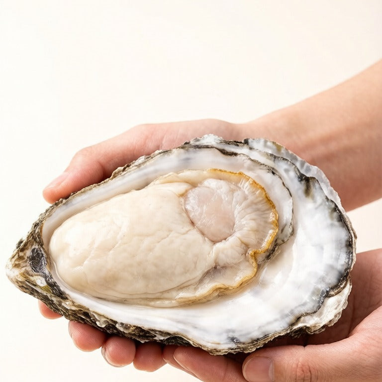 Premium Oyster