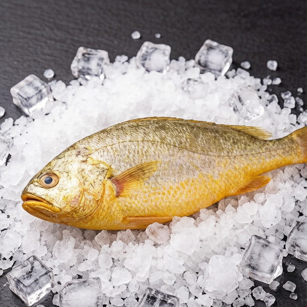 Yellow Croaker