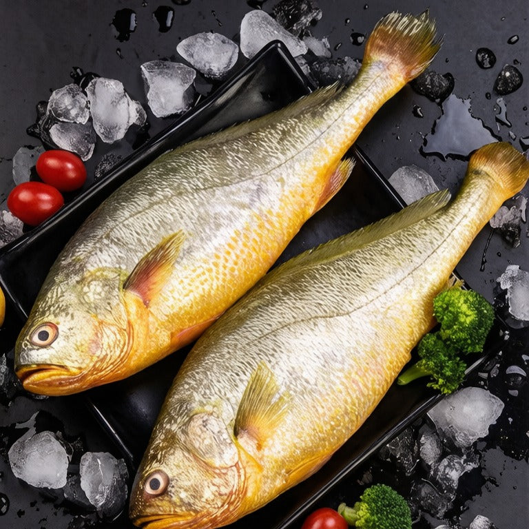 Yellow Croaker